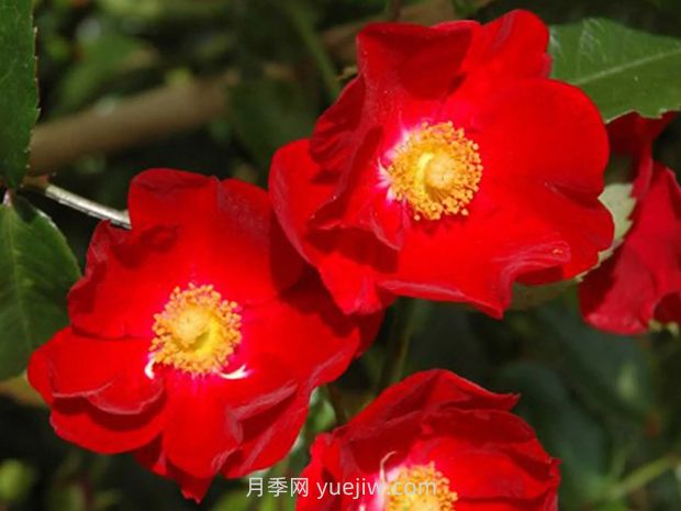 紅色天鵝絨地毯優(yōu)缺點，適合華南的耐濕熱月季(圖3)