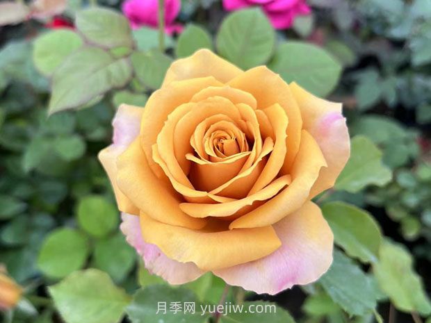 10種復(fù)古色月季，氣質(zhì)炸裂！花友值得入手！(圖6)