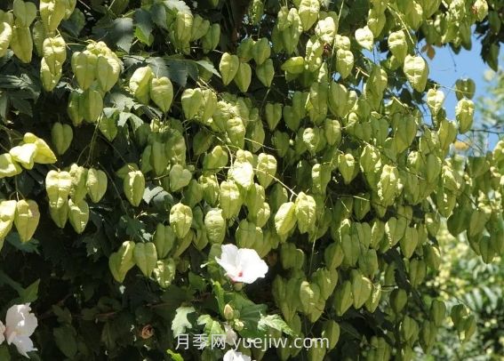 欒樹什么時候開花？(圖1)