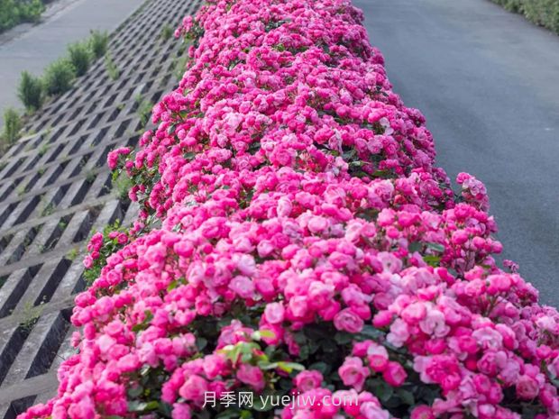 月季天花板，上海濱江森林公園浪漫的月季花墻盛開(圖2)