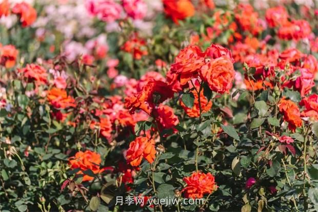 月季天花板，上海濱江森林公園浪漫的月季花墻盛開(圖3)