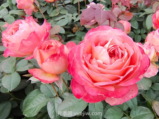 春季養(yǎng)護(hù)：花灌木修剪要點(圖1)