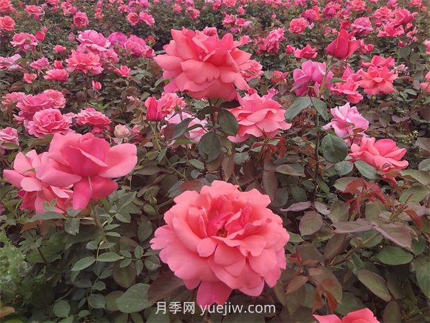 南陽(yáng)：收集5000份，做好月季種質(zhì)資源庫(kù)保護(hù)(圖1)
