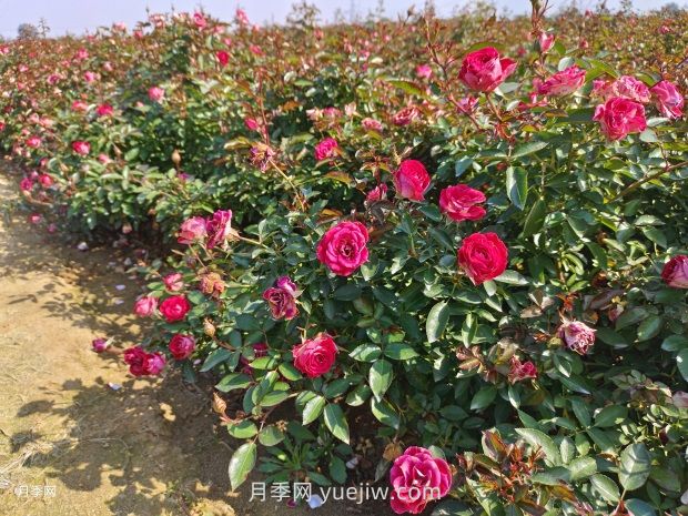 六月份園林養(yǎng)護(hù)要點(圖1)