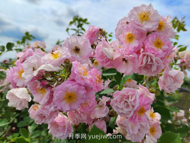 8首絕美的薔薇花詩詞，驚艷暮春時(shí)光(圖1)