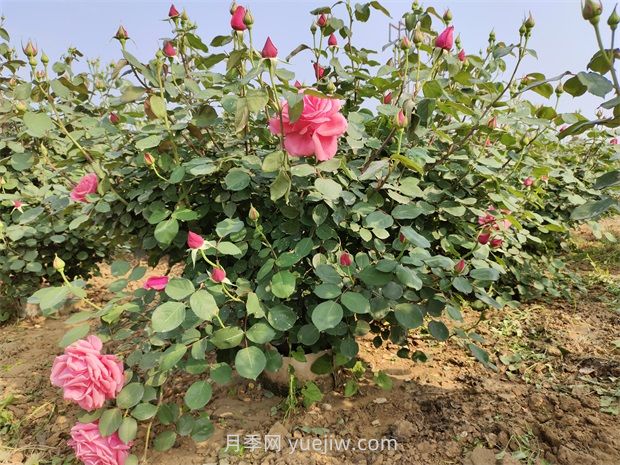 5月養(yǎng)月季如何做？虐一虐，花芽多開花早(圖1)