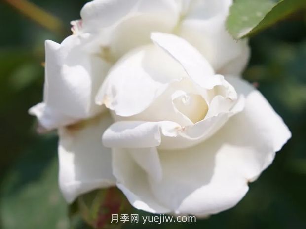月季新品爭奇斗艷，是如何培育出來的？(圖3)