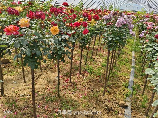 樹(shù)狀月季的品種與分類(圖1)