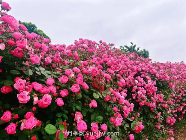 上海放鶴谷無門票，30萬朵200多種月季開成了花海(圖1)