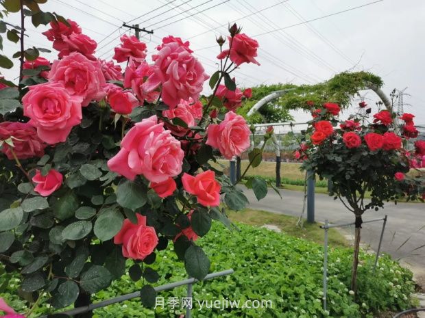 上海放鶴谷無門票，30萬朵200多種月季開成了花海(圖3)