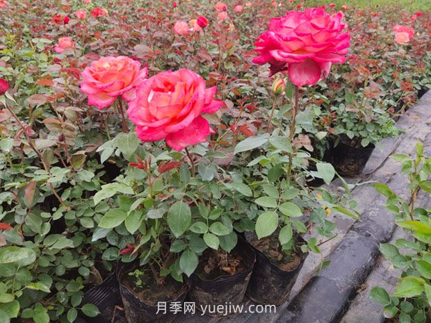 月季新手花友的基礎(chǔ)養(yǎng)護(hù)方法(圖3)
