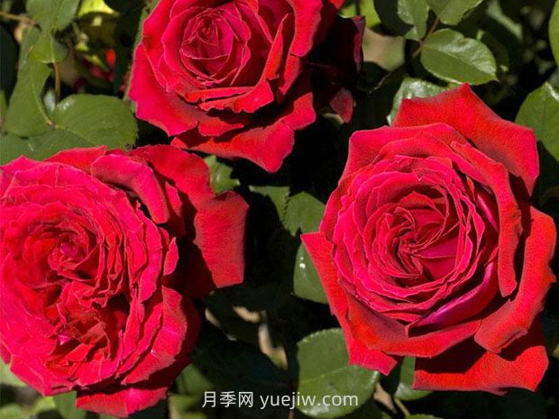 法國玫昂月季，品種匯集(圖7)