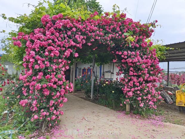 園林綠化中常見月季花類型及品種介紹(圖5)