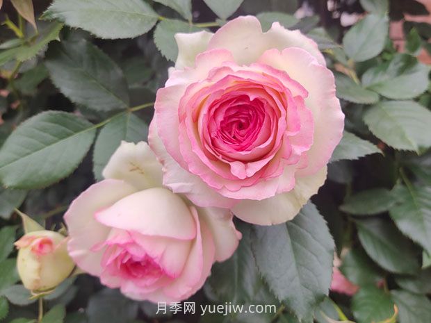 薔薇和藤蔓月季的區(qū)別？(圖1)