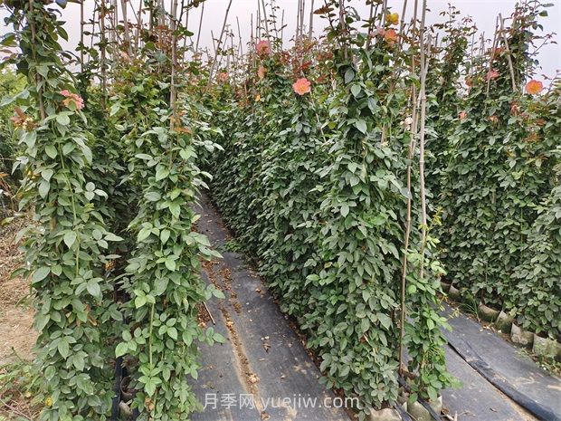 藤蔓月季是什么？藤本月季怎么養(yǎng)護？(圖2)