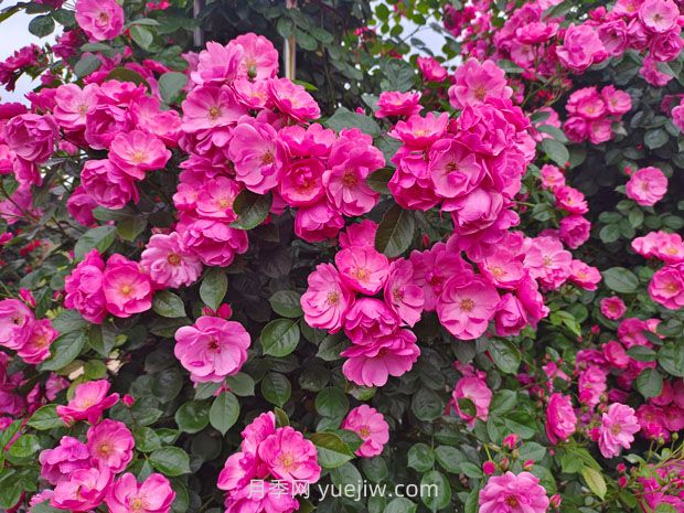 薔薇花滿架  不語也傾城(圖1)