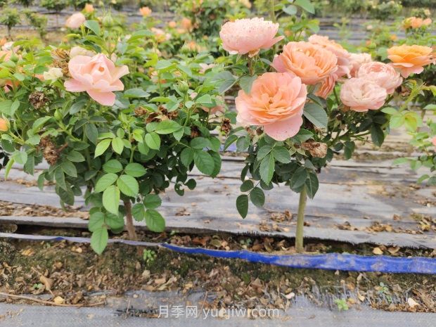棒棒糖月季怎么養(yǎng)？養(yǎng)護(hù)小技巧，越長越旺(圖1)