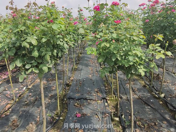 棒棒糖月季怎么養(yǎng)？養(yǎng)護(hù)小技巧，越長越旺(圖2)