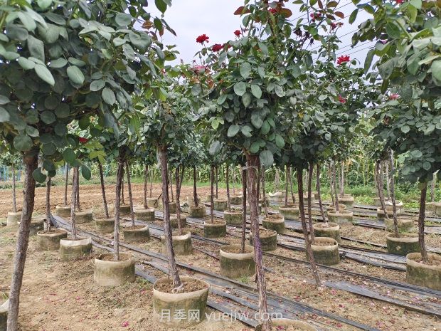 氣溫逐漸上升，春植苗木新芽開始干枯回芽怎么辦？(圖1)