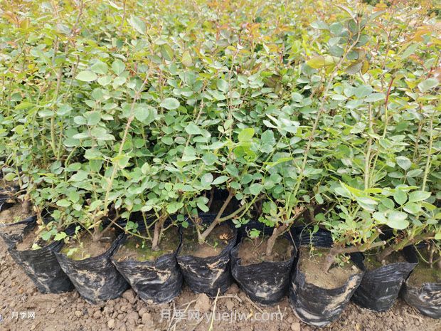 豐花月季的種植方法和養(yǎng)護(hù)管理(圖2)