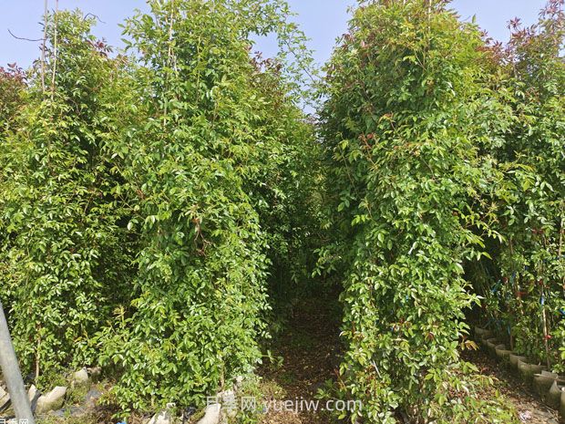 薔薇幾月份開花？(圖3)