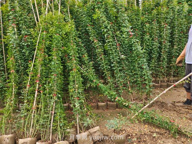 薔薇花怎樣種植？(圖1)