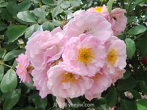 薔薇花怎樣種植？(圖2)