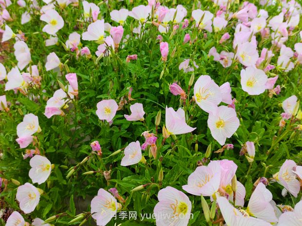 月見草種植方法和時(shí)間(圖1)