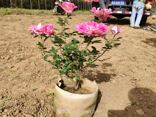 美植袋月季大苗批發(fā)，精品仙境抗病強(qiáng)花期長(圖3)