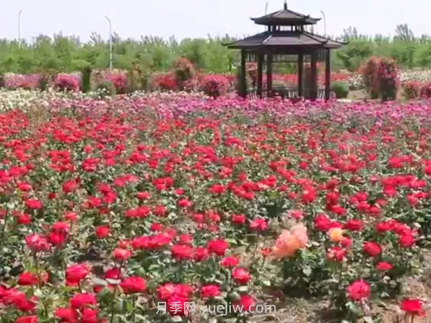 鹽城射陽縣鶴鄉(xiāng)菊海8萬株月季花盛放，打卡圣地(圖2)