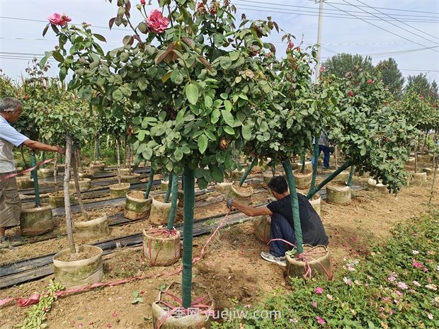 樹樁月季移植之后，先搭支撐還是先澆水？(圖2)