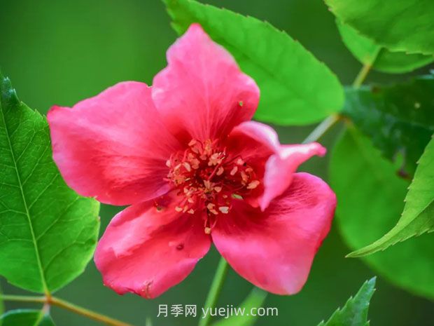 亮葉月季與常見(jiàn)月季有何不同？(圖1)