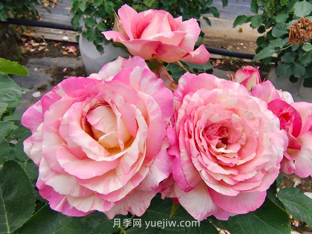 推薦16種雙色條紋月季品種，感受色彩與線條的碰撞(圖4)
