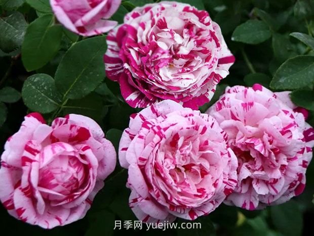 推薦16種雙色條紋月季品種，感受色彩與線條的碰撞(圖2)
