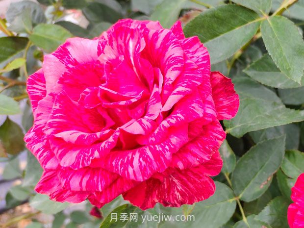 推薦16種雙色條紋月季品種，感受色彩與線條的碰撞(圖7)