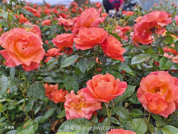 紅從容月季，花型美抗性佳，花色漸變美化花壇(圖1)