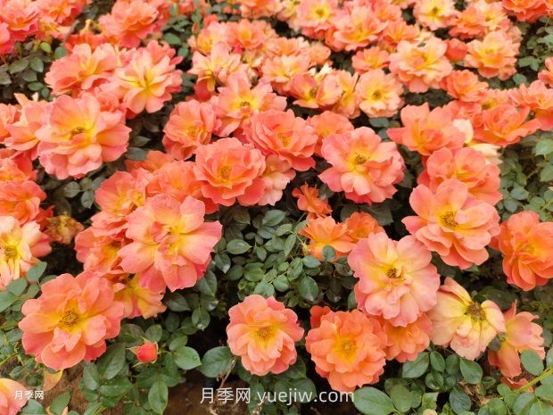 紅從容月季，花型美抗性佳，花色漸變美化花壇(圖2)