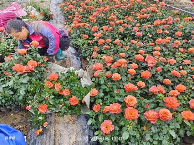 紅從容月季，花型美抗性佳，花色漸變美化花壇(圖3)