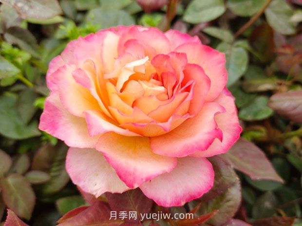 月季花的花語和寓意是什么？(圖1)
