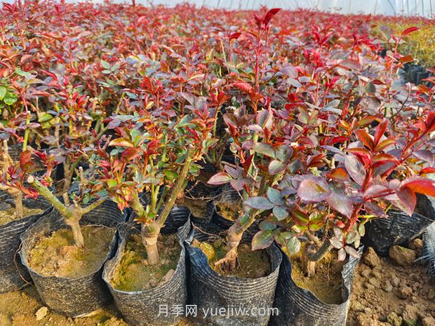 新買的月季苗怎么移栽？(圖1)