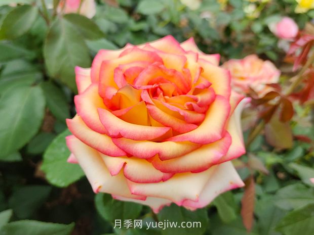什么是大花月季的繁殖方法？怎么做才能生根成活？(圖1)