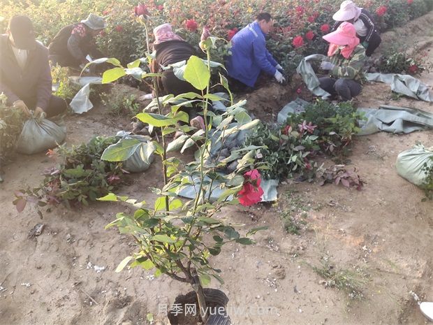 什么是大花月季的繁殖方法？怎么做才能生根成活？(圖2)