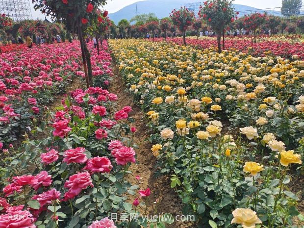 月季花的第二次開花：如何讓花長(zhǎng)得更好？(圖1)