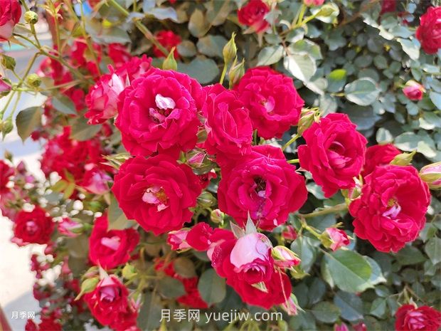 如何解決月季開花不旺？(圖1)