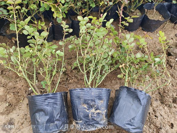品種月季價格哪里便宜，多少錢？(圖1)