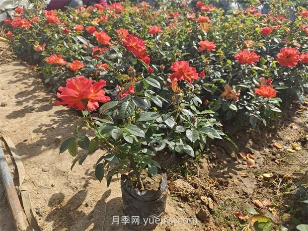 月季花怎么養(yǎng)護(hù)？(圖1)