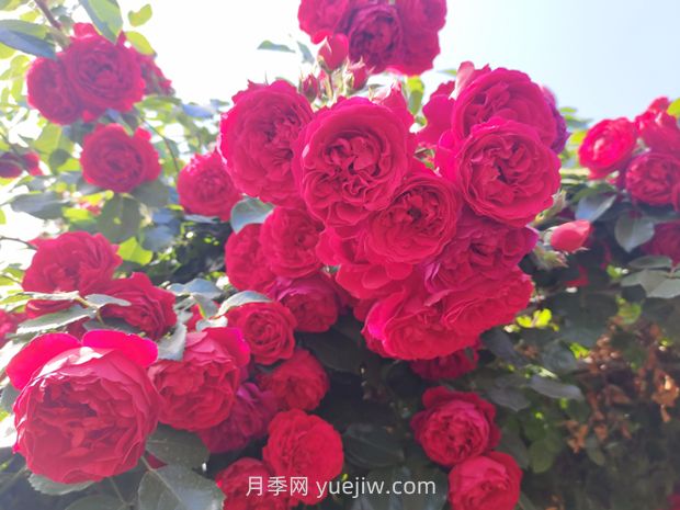 藤本月季哪些品種好養(yǎng)？(圖4)