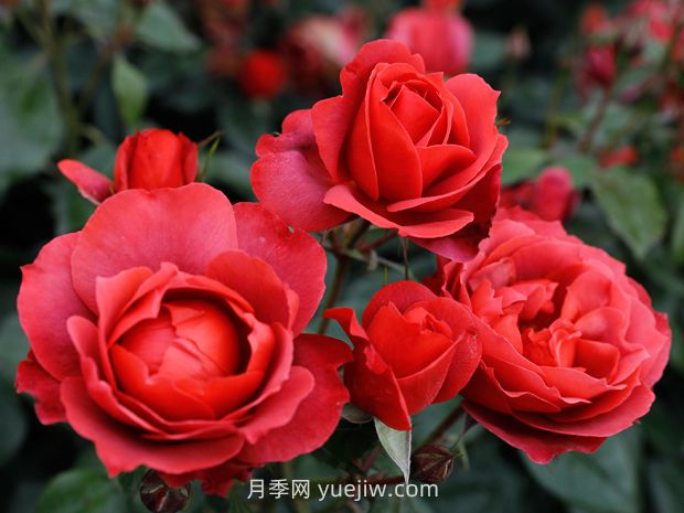 月季和薔薇有什么區(qū)別？(圖1)