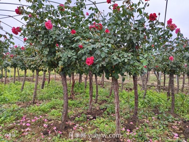 月季花什么時候移栽比較好？(圖2)