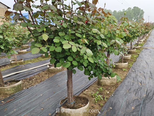 月季花什么時候移栽比較好？(圖3)
